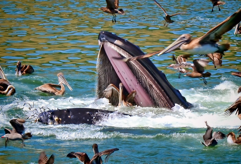 Pelican in the Whales Mouth