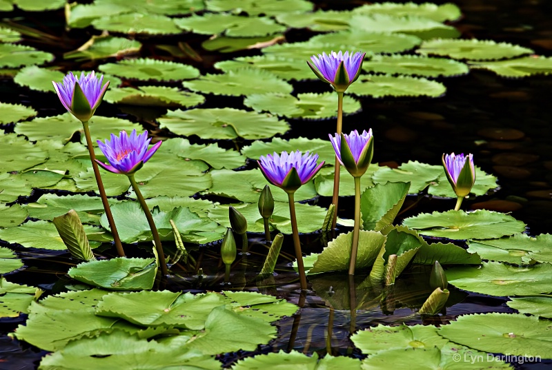 Water lilies.