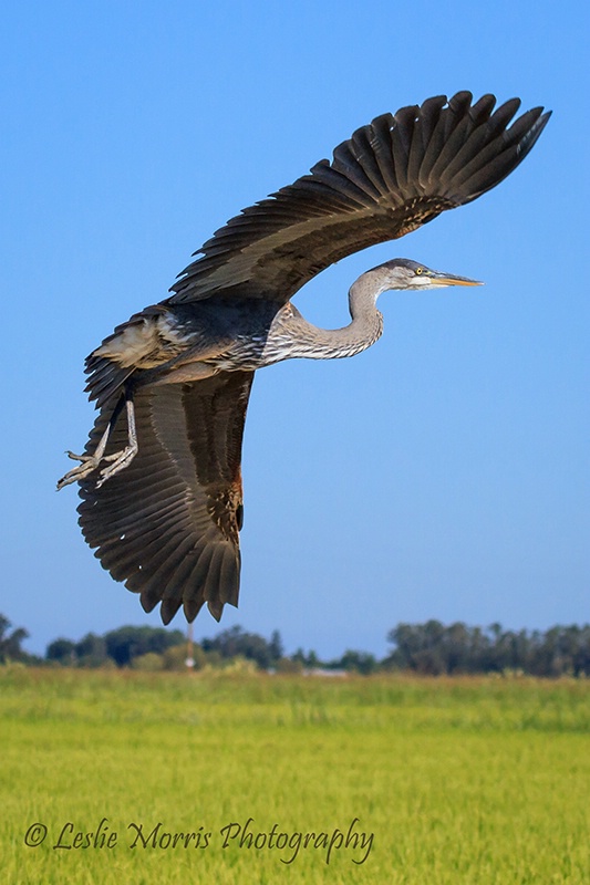 Great Blue Heron in Rice Country