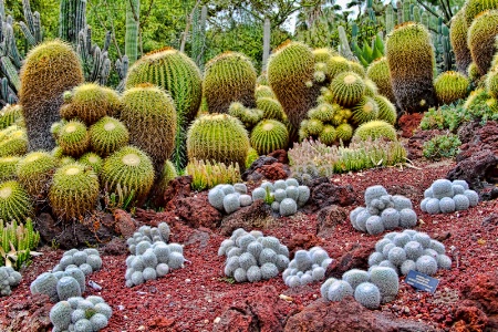 Cactus Garden