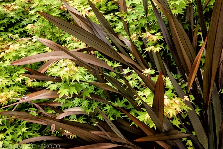 Spring Foliage