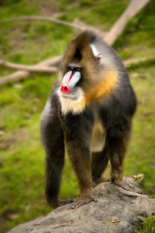Mandrill Moment - ID: 13255769 © Clyde Smith