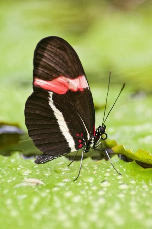 Butterfly on Wet Leaf