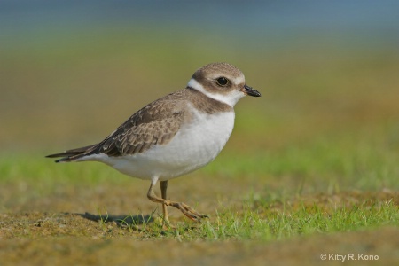Juvenile Semipalmated Plover