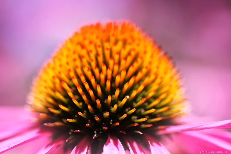 Purple Coneflower