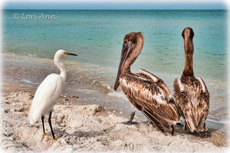 Pardon Me...Do You Know The Way To The Pier?