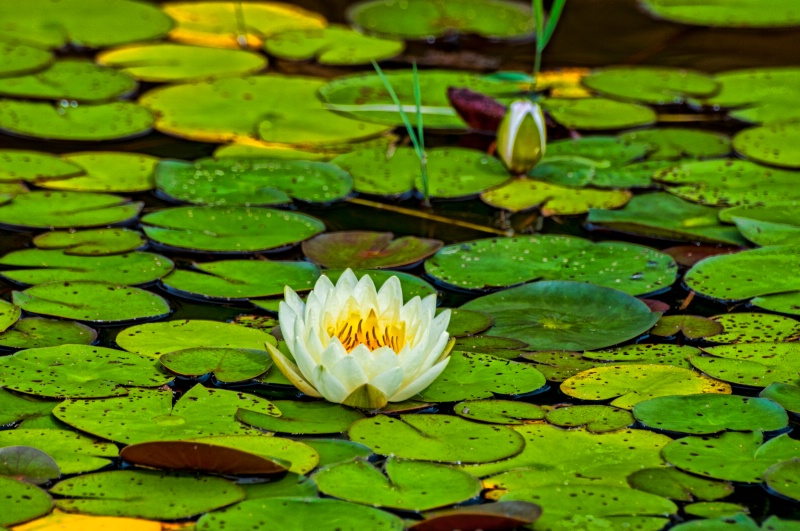 Lotus