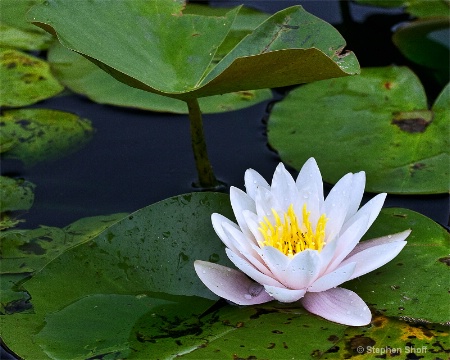 Arboretum Water Lily