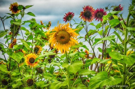 Sunflower Patch