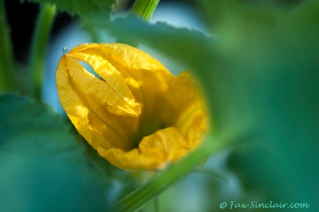 Miss Blossom of Patty Pan