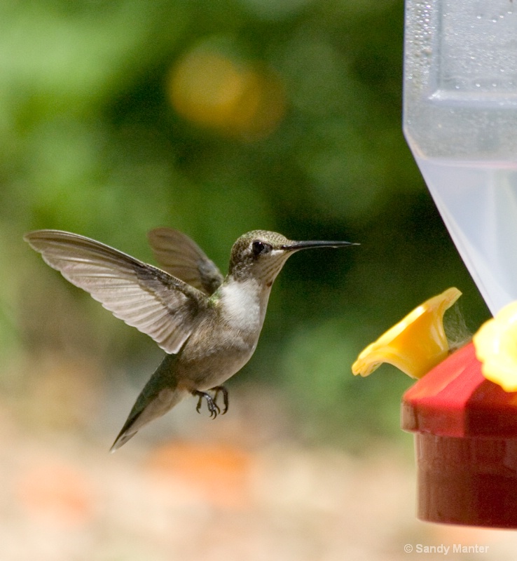 Hummingbird, mid-lfight
