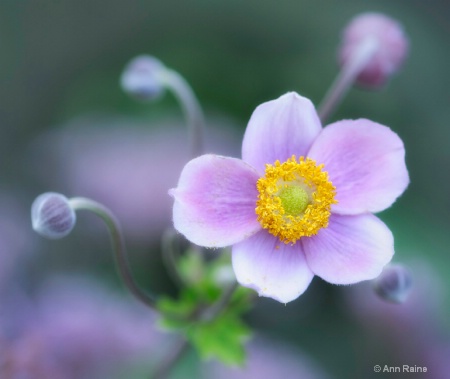 Anemone Robustissima