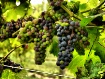 Pre-Wine