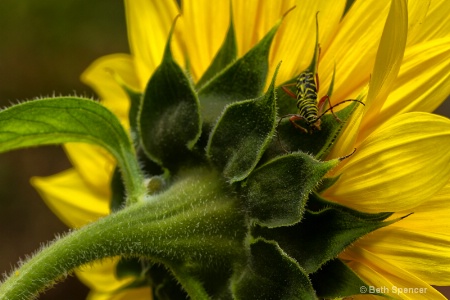  Sunflower Beetle