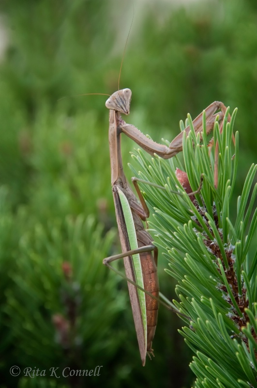 Miss Praying Mantis