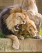 Just Playing