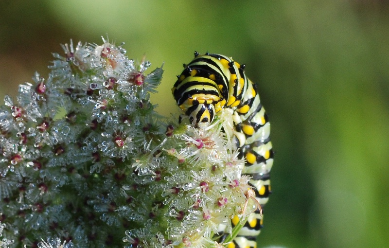 Black Swallowtail Caterpillar 