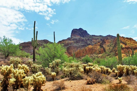Sonora Desert Landscape - EP