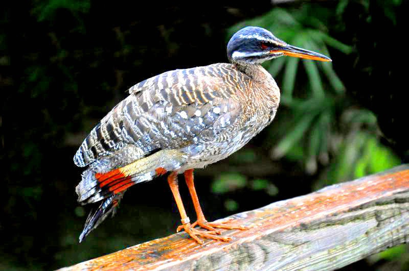 Sunbittern