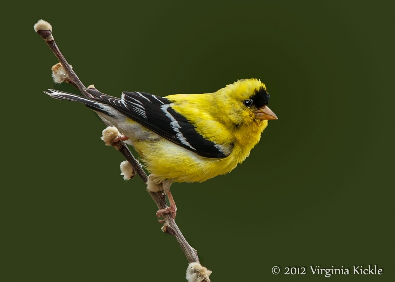 Goldfinch on Willow