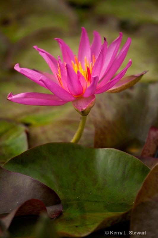 August Waterlily #10