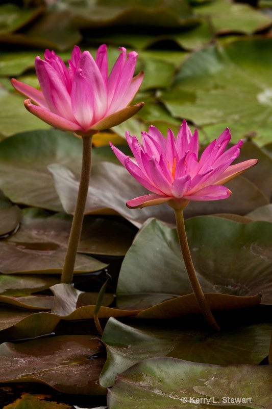 August Waterlily #11
