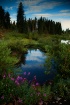 A Puddle