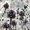 Cone Flower Frost