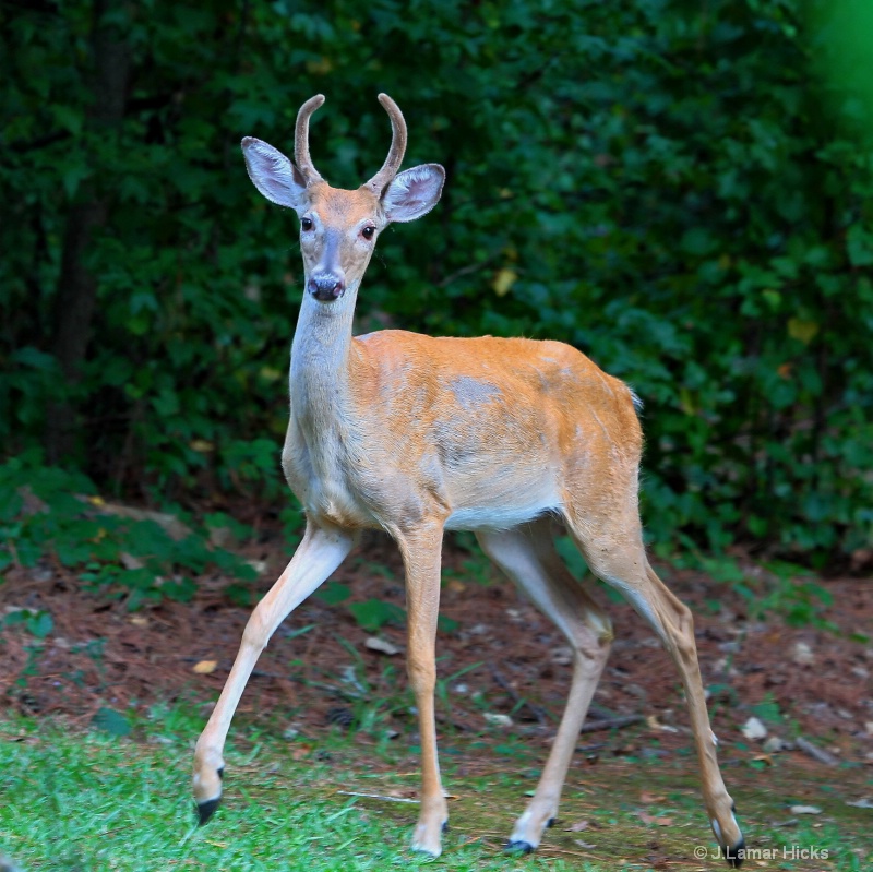 wt-deer buck spike