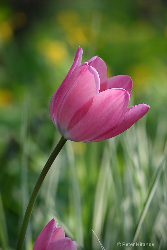 Tulip