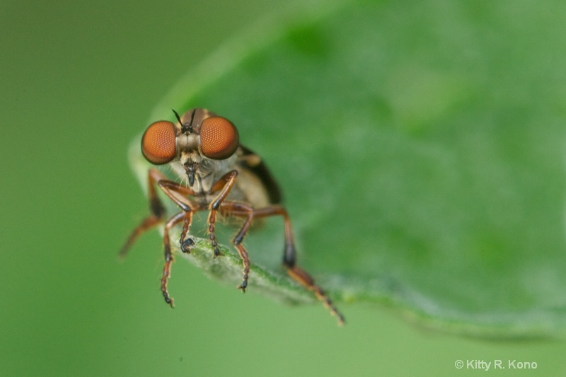 Relaxed Robber Fly