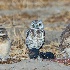 © Leslie J. Morris PhotoID # 13265077: Growing Owlets