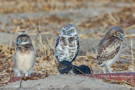 Growing Owlets