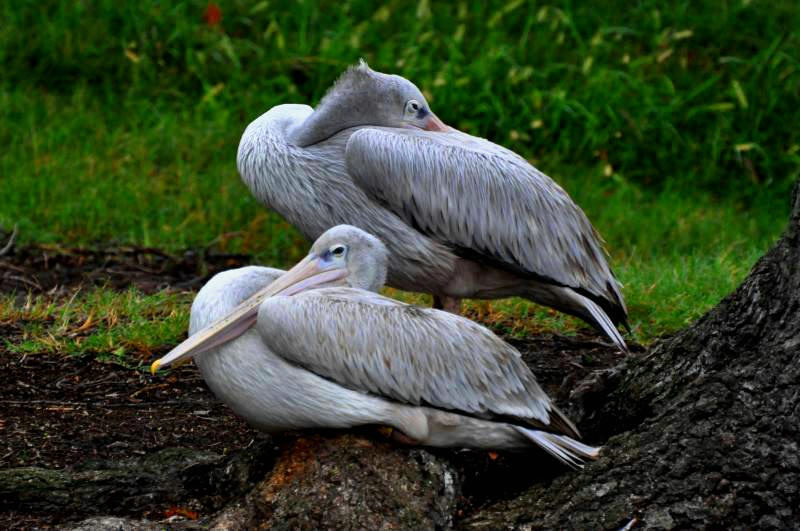 Pelicans side by side