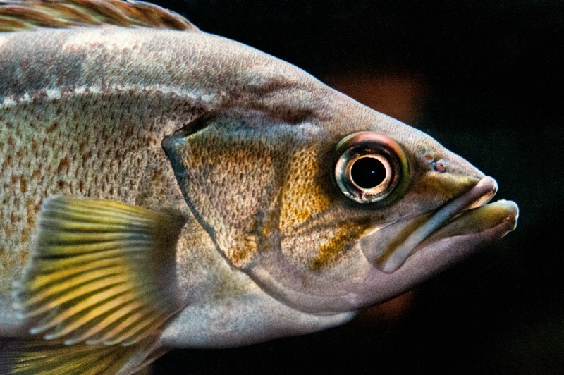 Seattle Fish