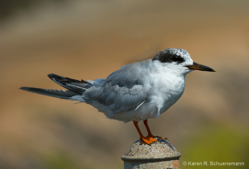 Tern