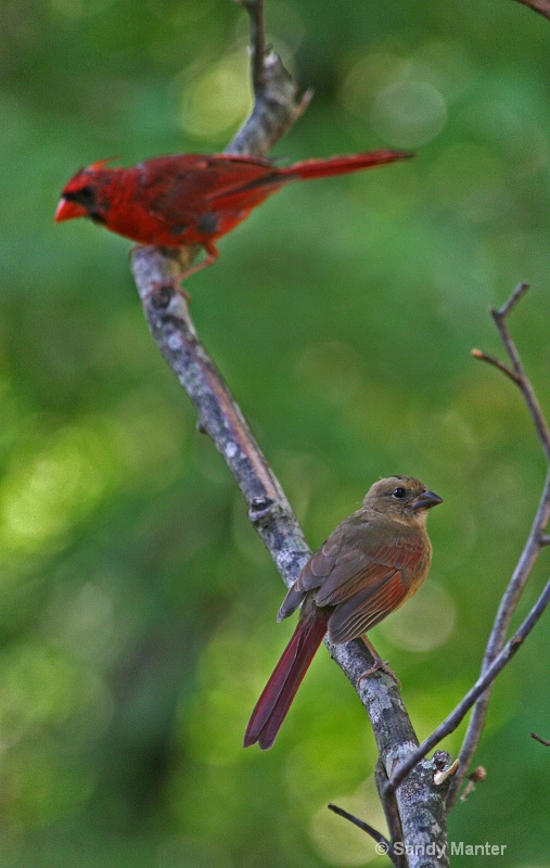 Juvenile male and female cardinals