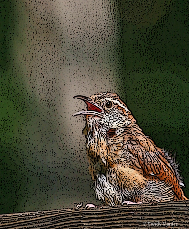 Photo of a baby wren, posterized in photoshop