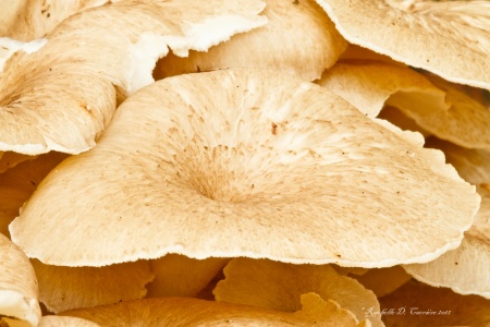 Wild mushroom