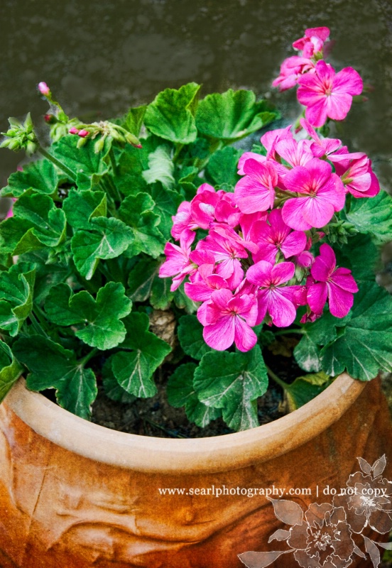 Patio Garden@@Meteore, Greece - ID: 13266440 © Shelia Earl