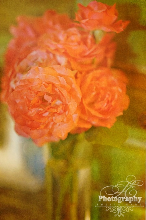 Last of My Roses - ID: 13266441 © Shelia Earl