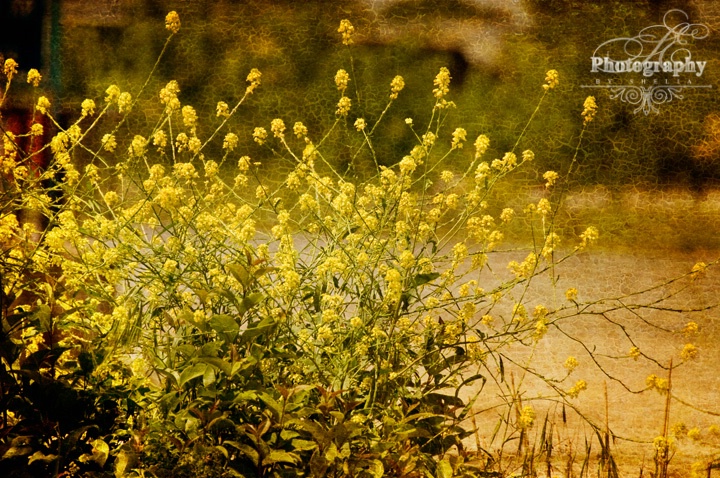 Beautiful Weeds - ID: 13266449 © Shelia Earl