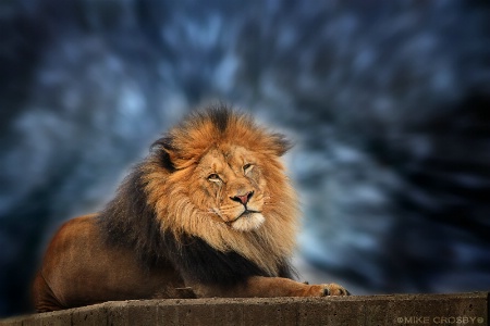 South African Lion