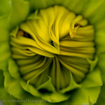 Birth of A Sunflower
