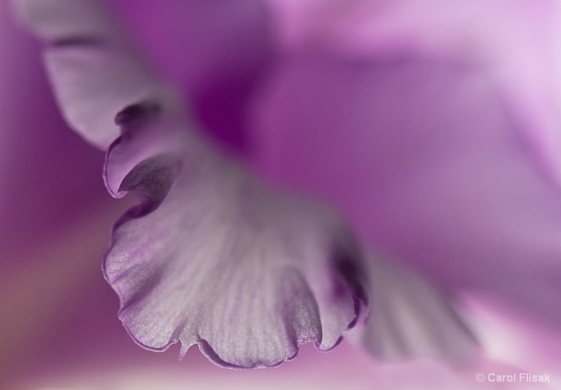 Gladiolus Edges