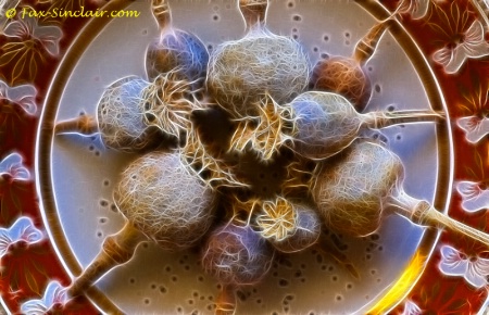 Poppy Pods on a Plate