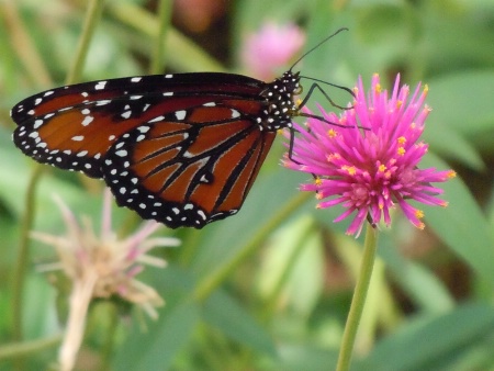 Butterfly & Flower