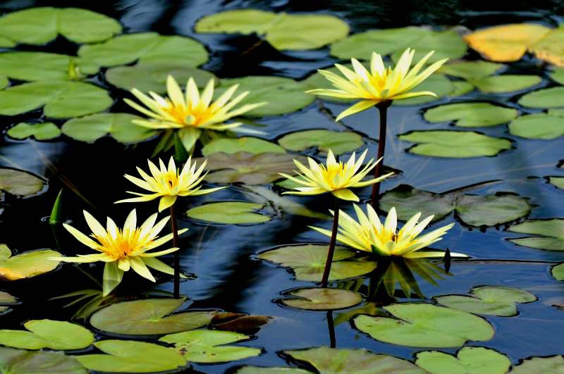 Water Lilies