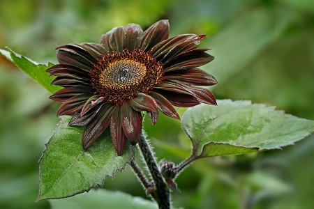 Chocolate Sunflower