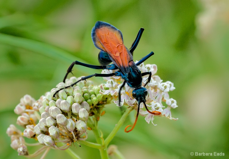 Tarantula Hawk